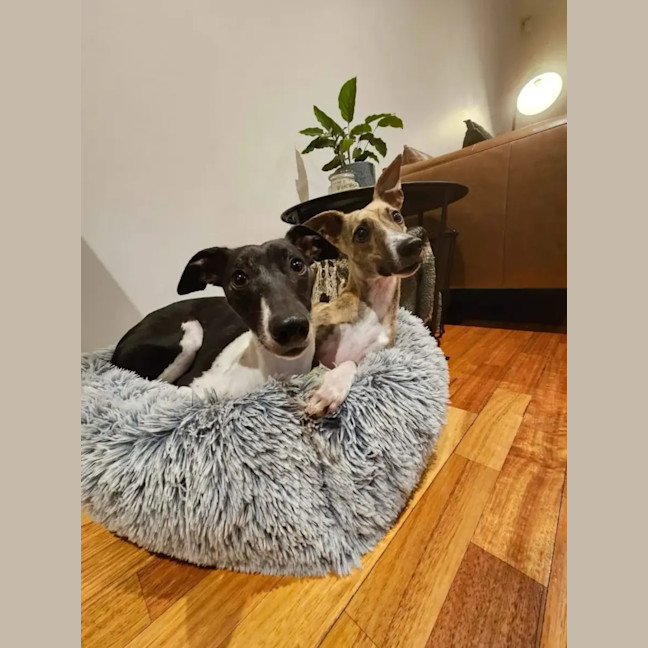 Photo of Moka & Nellie
