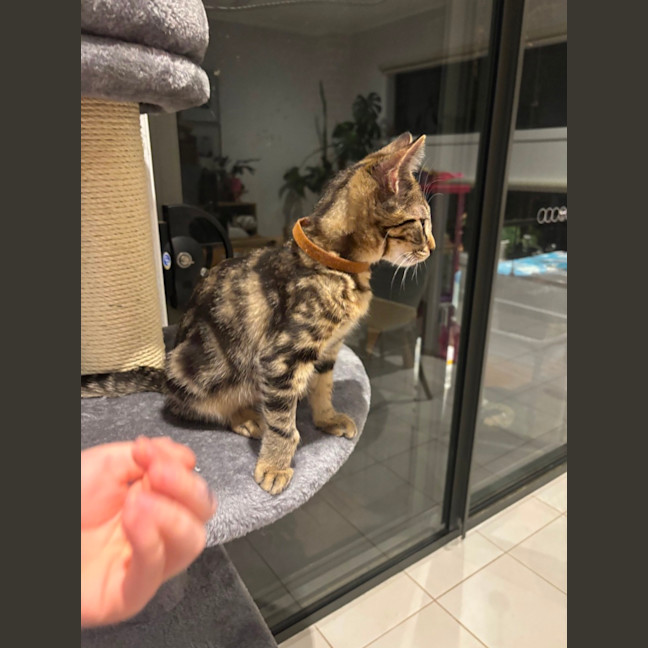 Photo of Tigger Meet Me@ Adoption Day 17/5