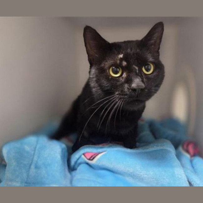 Photo of Vegemite Scroll