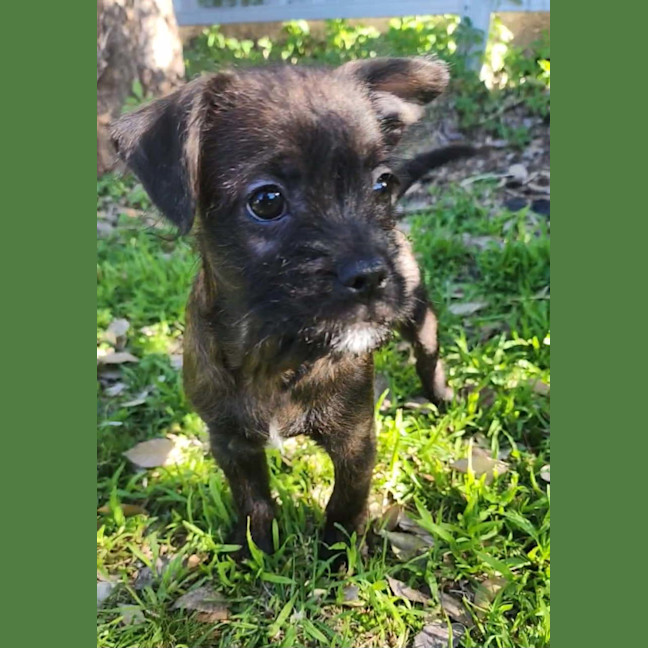 Photo of Pokemon Puppies