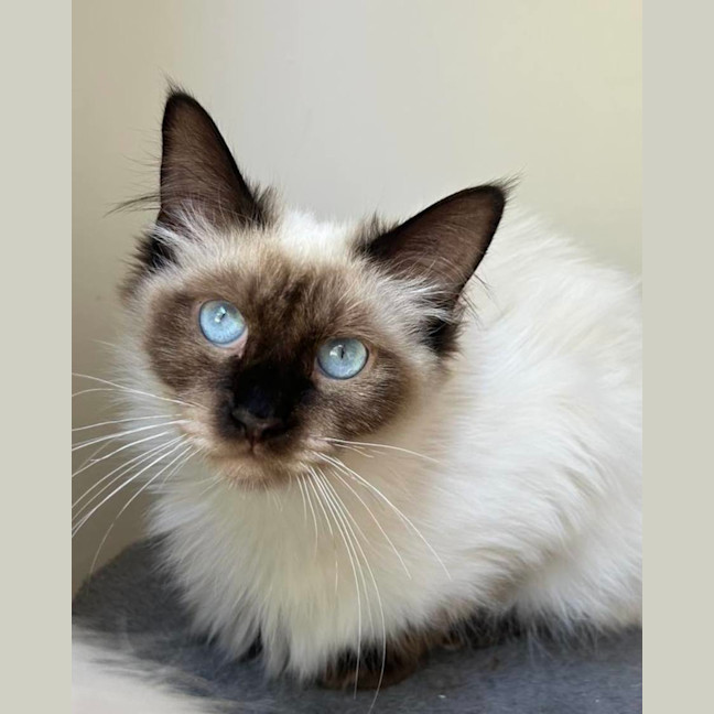 Photo of Sammie & Sampson 