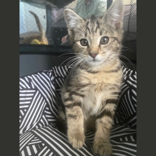 Photo of Lady Maisie