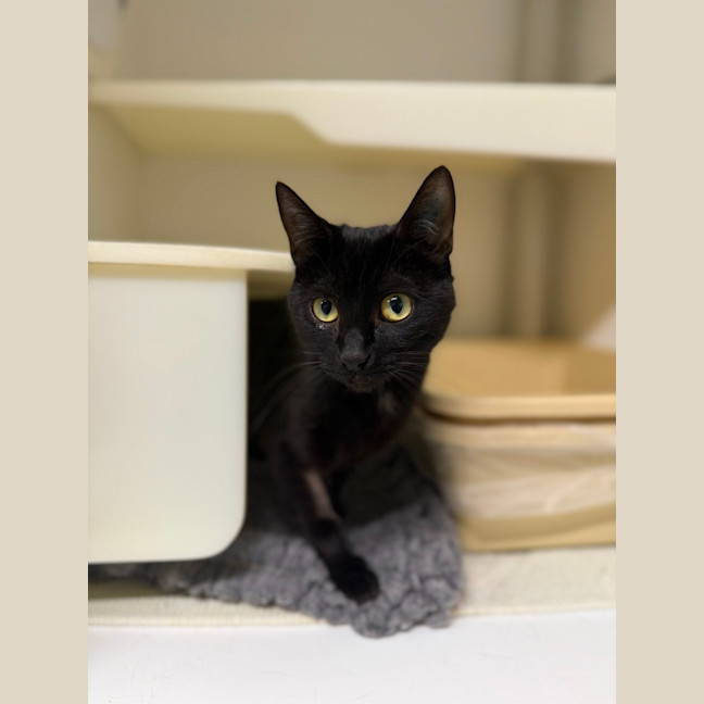 Photo of 🌵 Ivy 6721 🌵