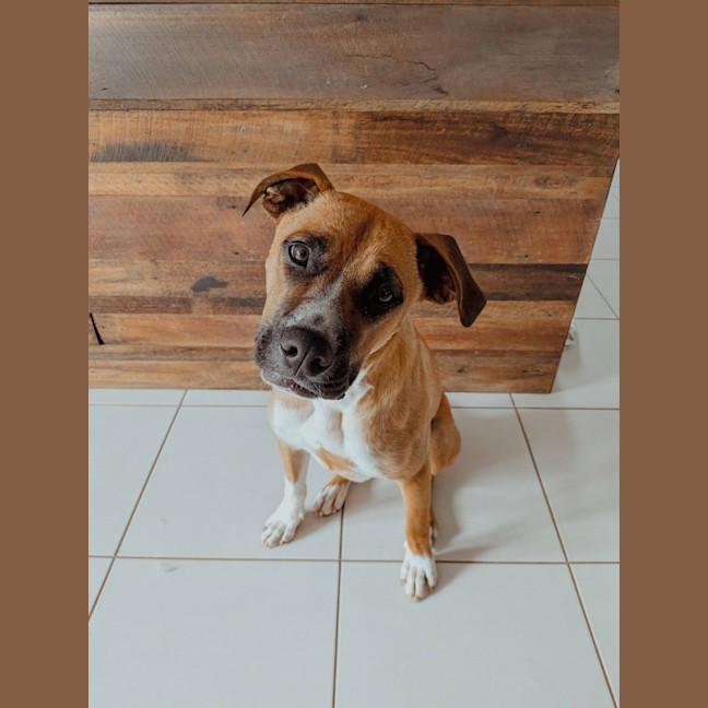 Photo of Broli *$350 Adoption Fee* 