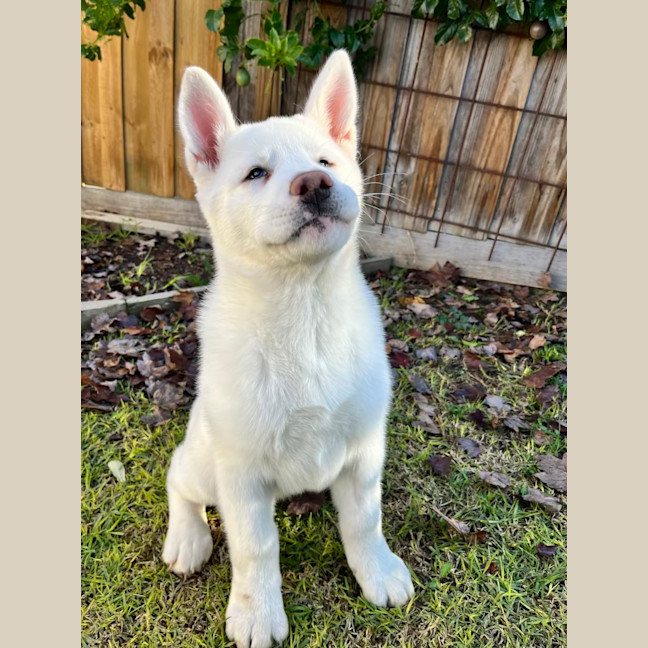 Photo of Pierogi