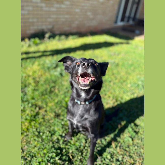 Photo of Rosie