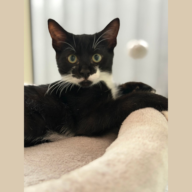 Photo of Heihei