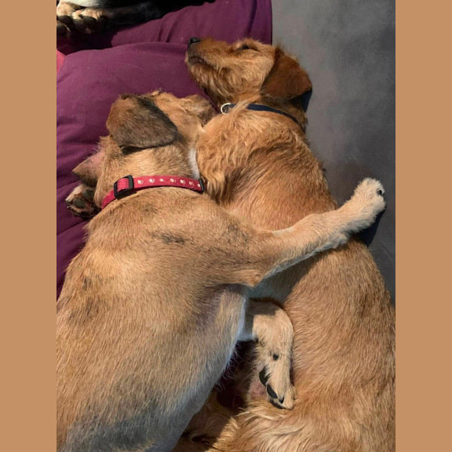 Photo of Maurice & Sheba