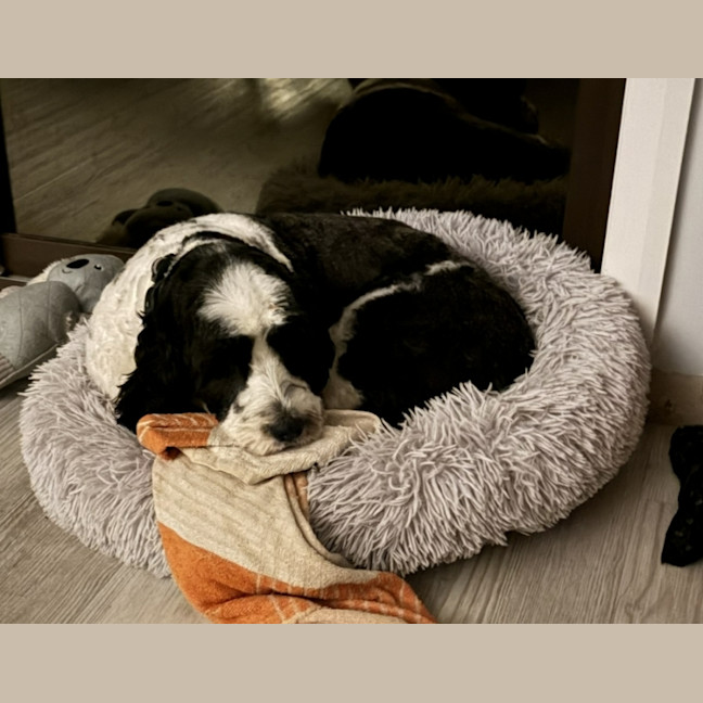 Photo of Pippa