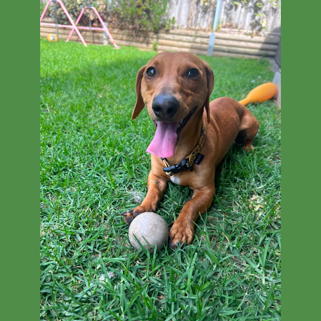 Photo of Hank The Sausage!