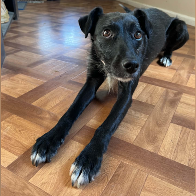 Photo of Daisy