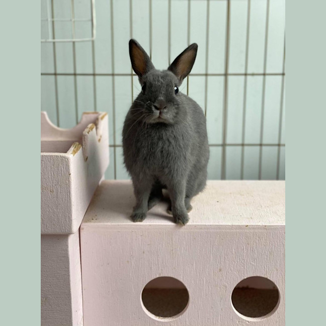 Photo of Dreamer And Bubbly