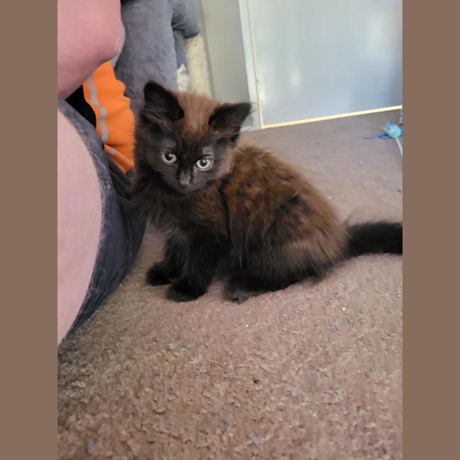 Photo of Coco Meet Me@Petstock Carrum Down Store