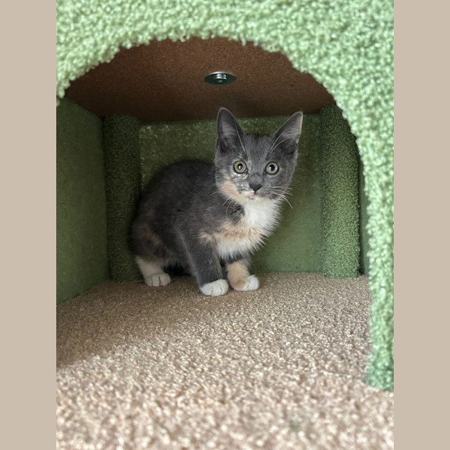 Photo of Peanut 🥜