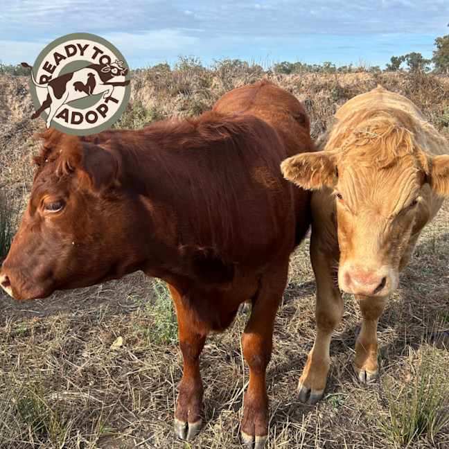 Photo of Coco, Custard, And Labrador