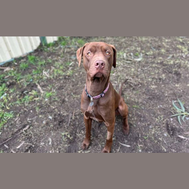Photo of Chocy