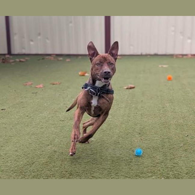 Photo of Roxy