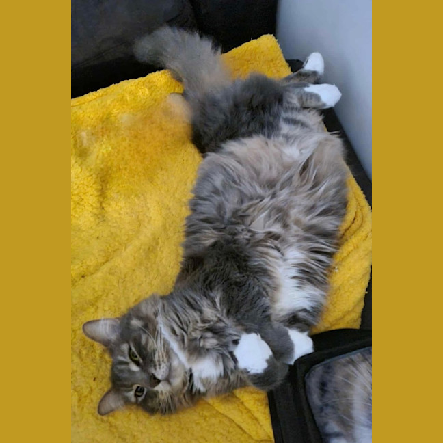 Photo of Cosmo