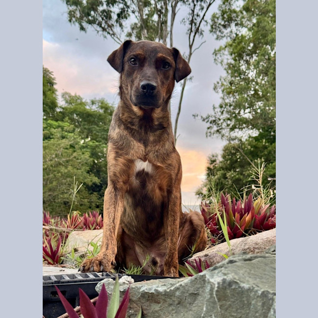 Photo of Dexter *$250 Adoption Fee*