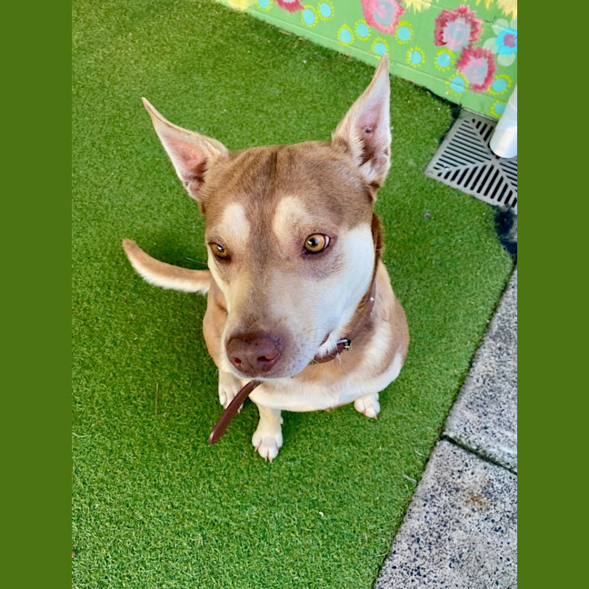 Photo of D1036 Buddy