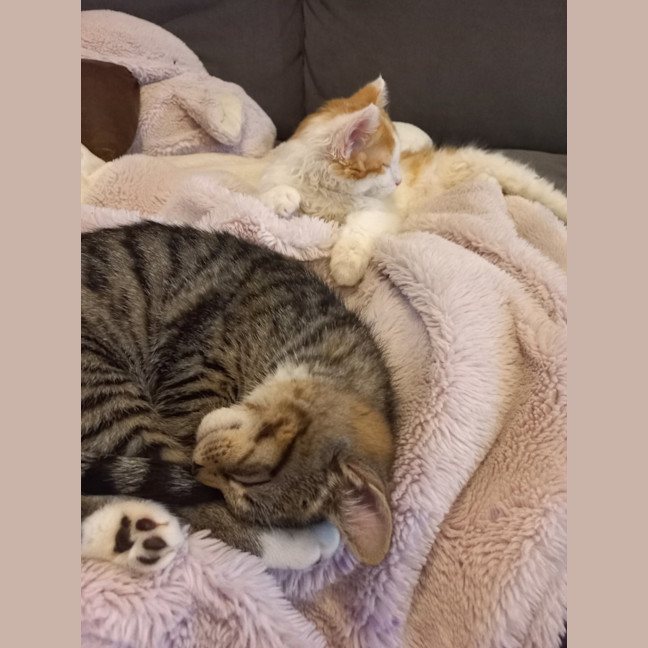 Photo of Flash (With Zuma)