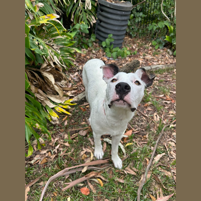 Photo of Scruffy   7 Month Old Wolfhound X