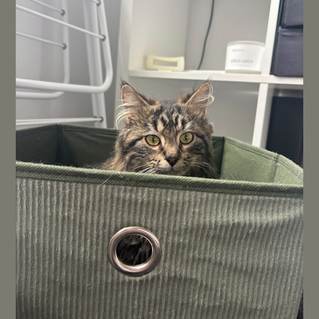 Photo of Dill Pickle