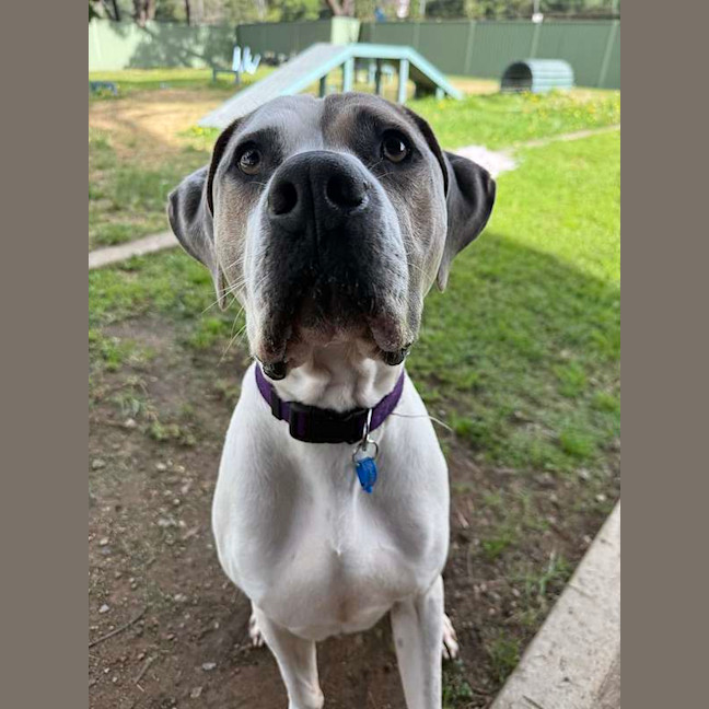 Photo of Snoop