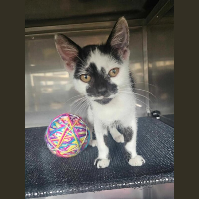Photo of Speckles
