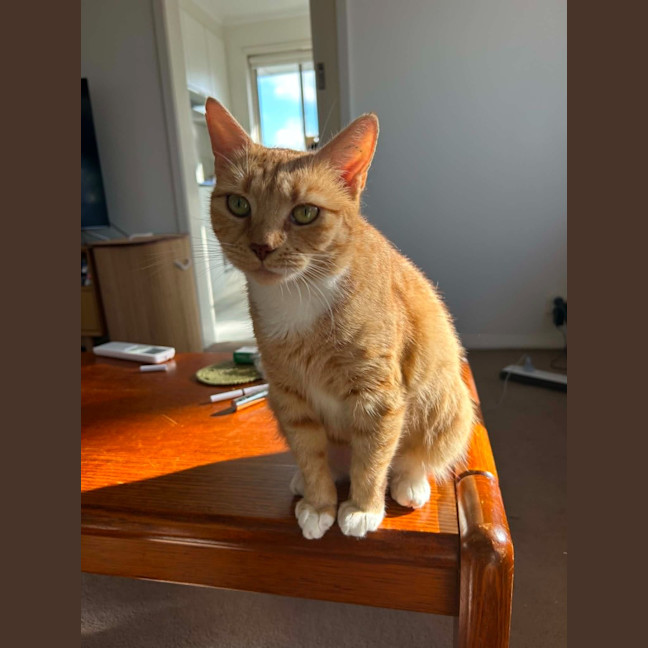 Photo of Mishka