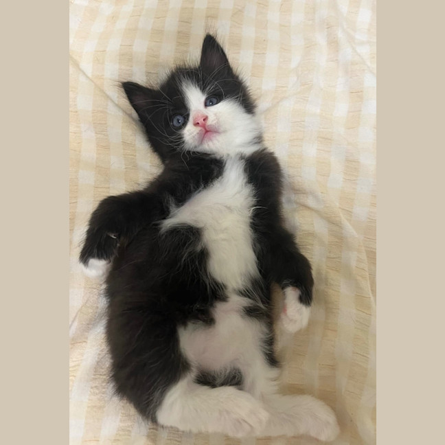 Photo of Rinklestein