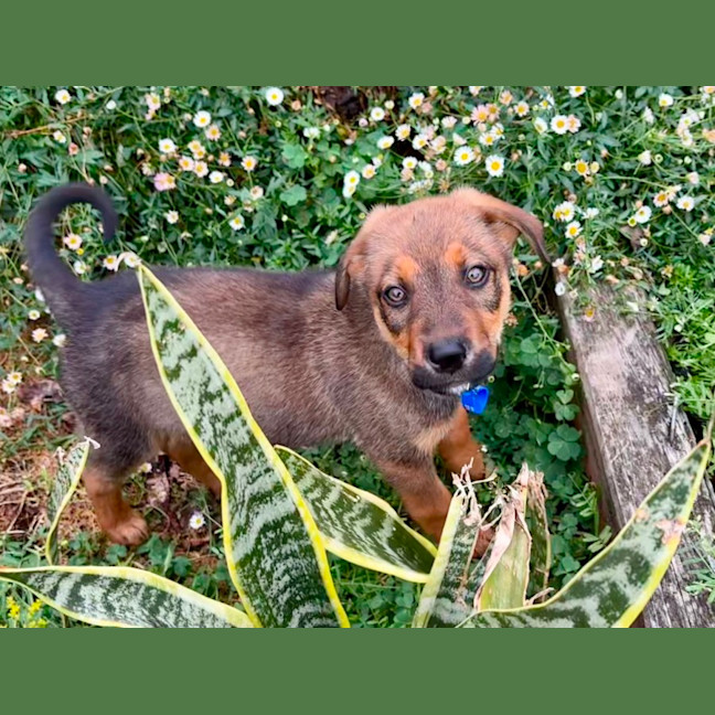 Photo of Ace   10 Week Old German Shepherd X