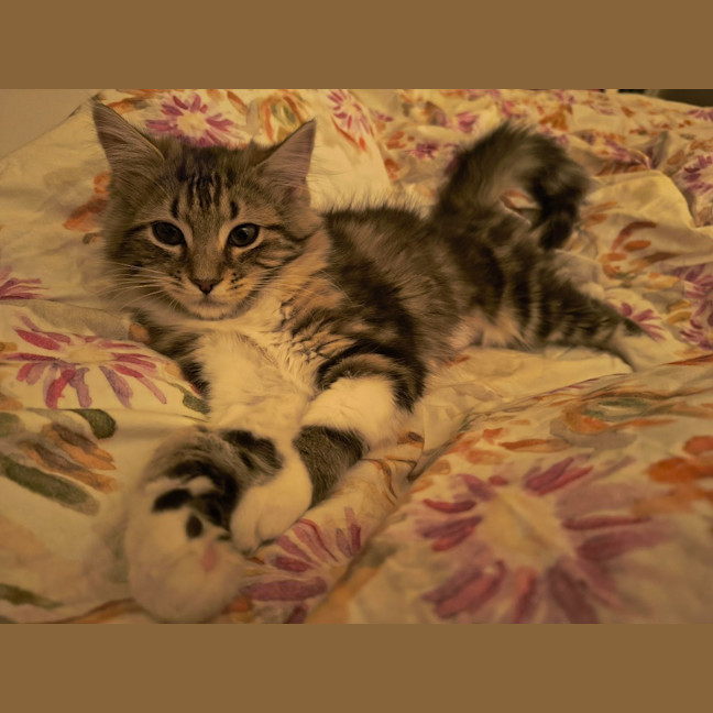 Photo of Puck
