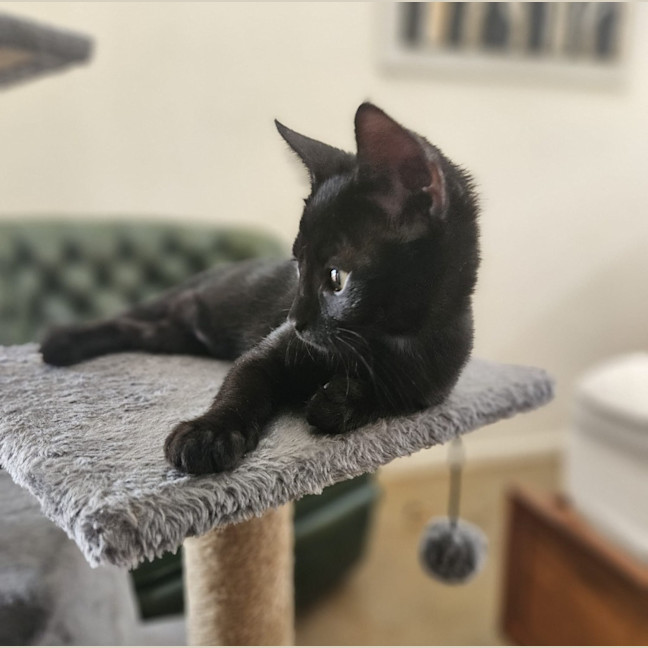 Photo of Void The Valiant