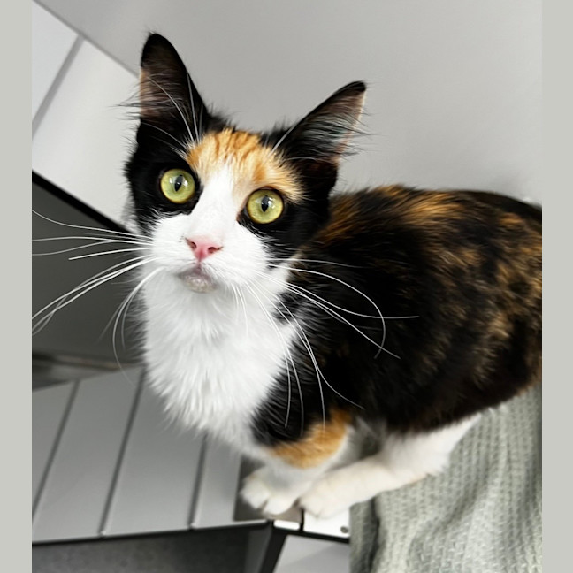 Photo of Kitty Galore