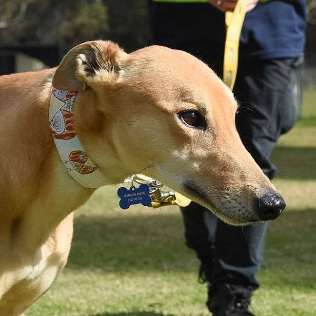 Photo of Cheesecake The Greyhound