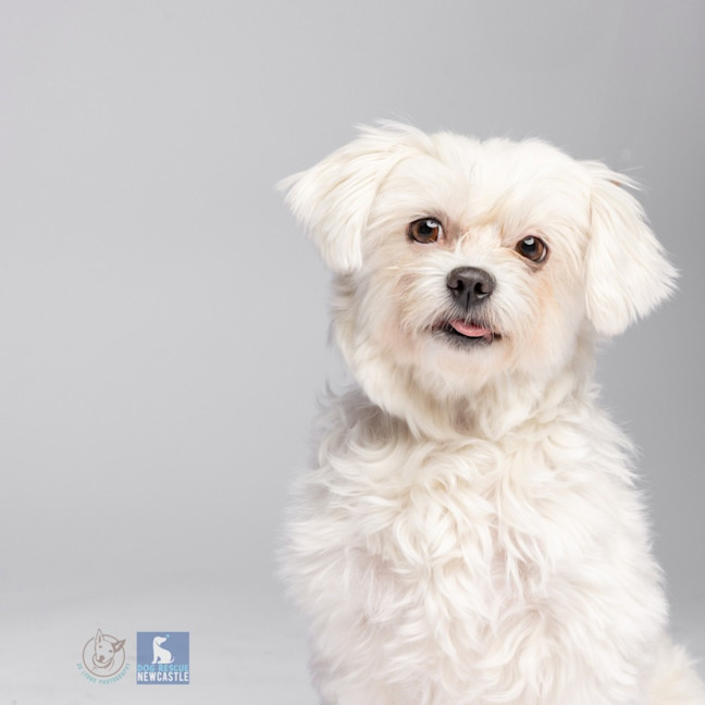 Photo of Lily   6 Year Old Maltese (Trial)