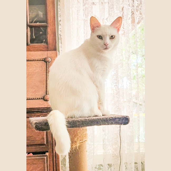 Photo of Lily / Clara / Pearl