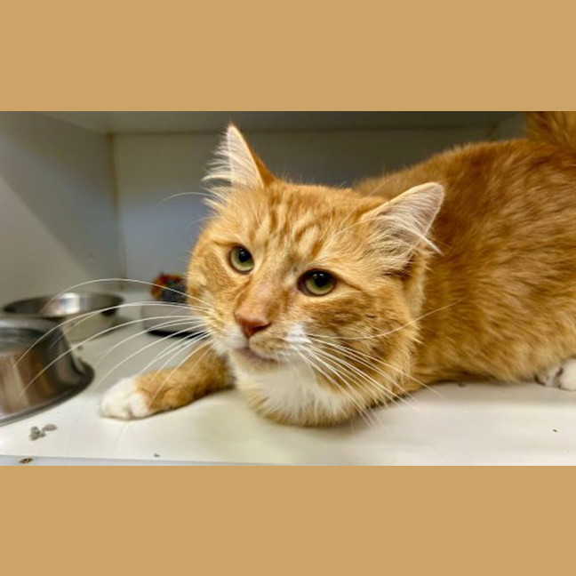 Photo of Garfield