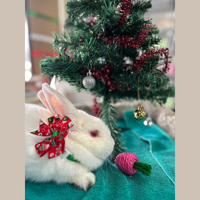 Photo of Candy