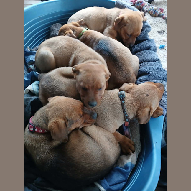 Photo of Puppies 💜