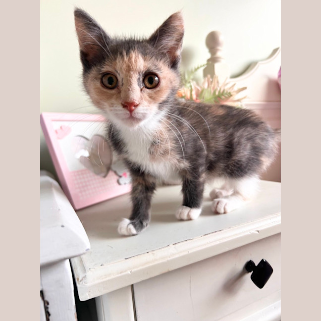 Photo of Dixie