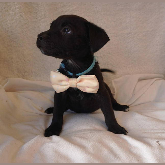 Photo of Grover