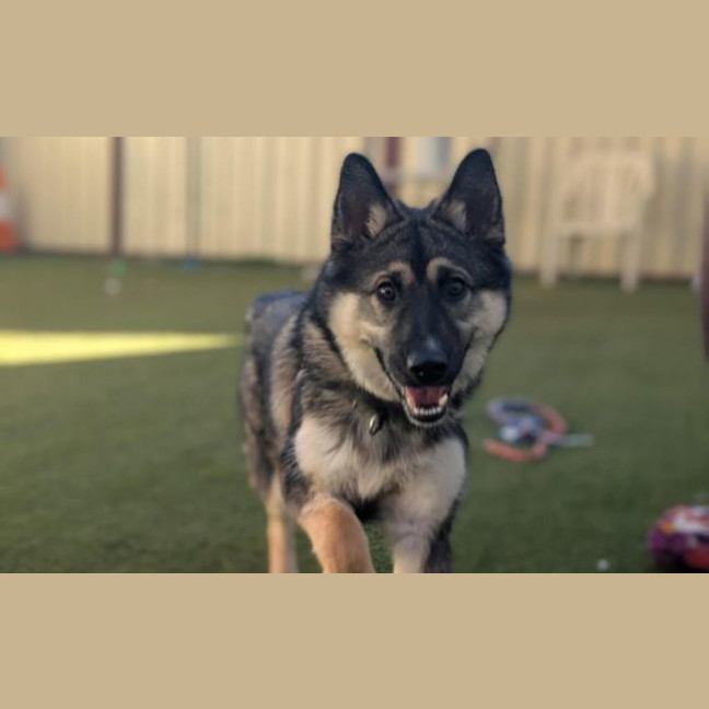 Photo of Shadow