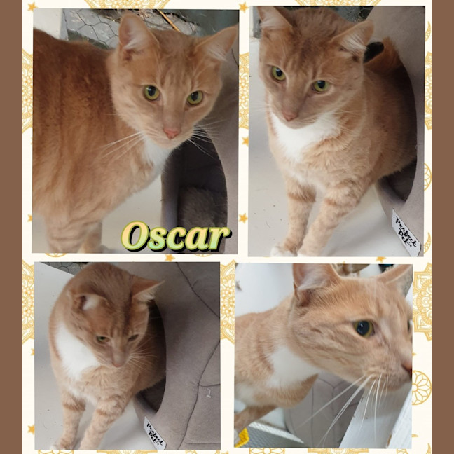 Photo of Oscar