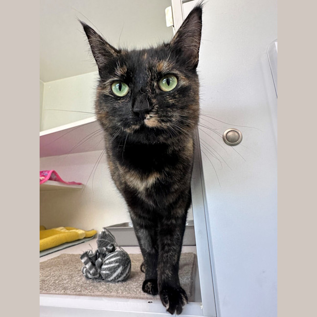 Photo of Freya