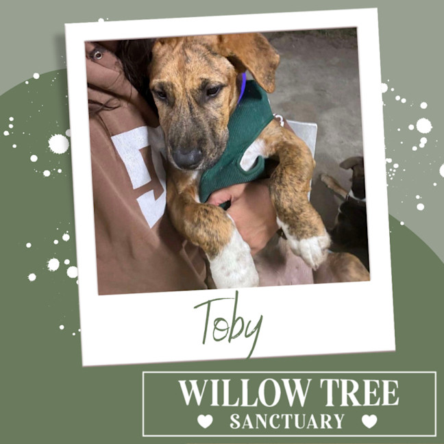 Photo of Toby