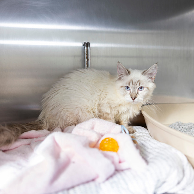 Photo of Wizard Lizard