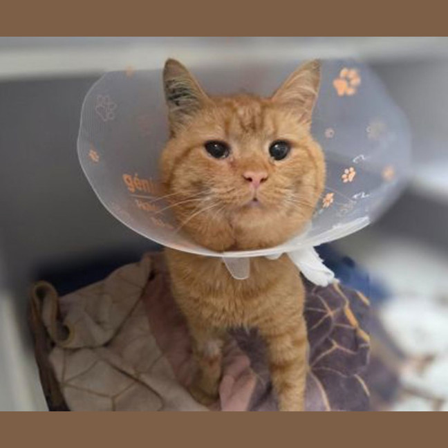 Photo of Garfield