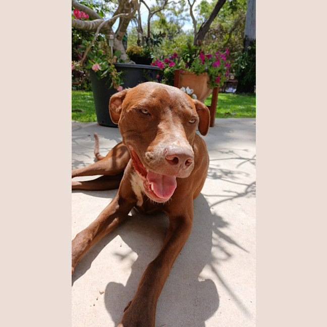 Photo of Roadie & Rusty